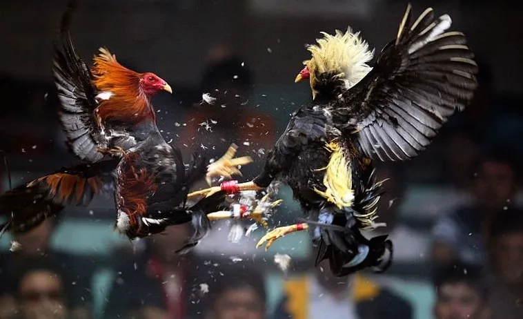 Chinh Phục Cách Chơi Đá Gà Sabong Tại Tydo88 Hiệu Quả Nhất Cho Tân Thủ